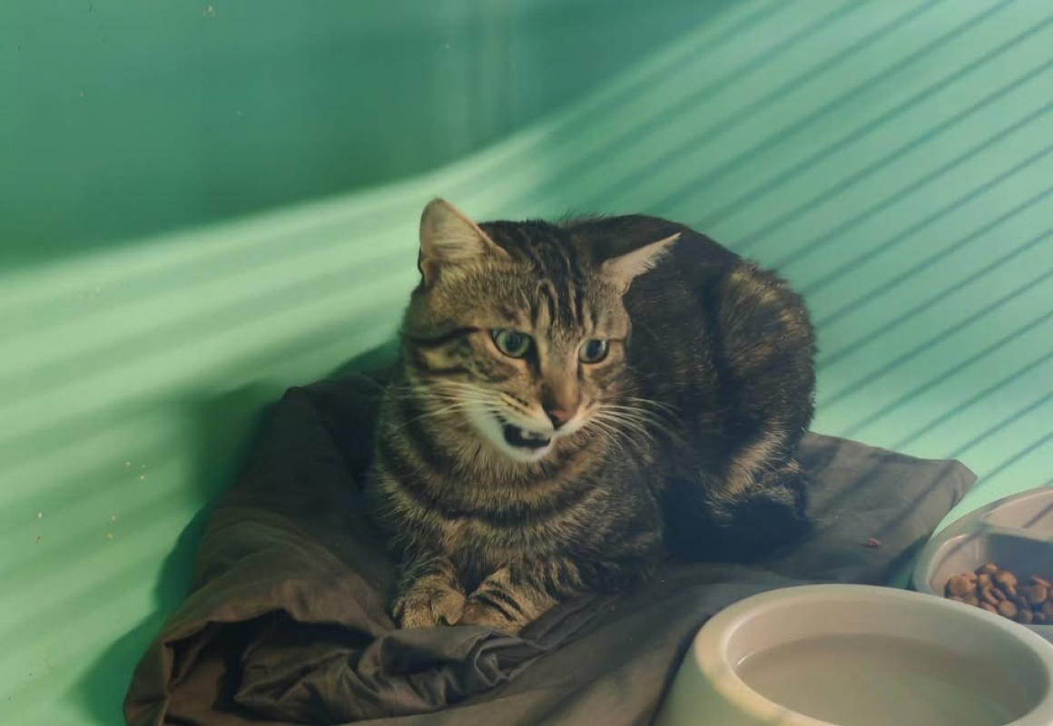 Benito - Chat Européen à adopter