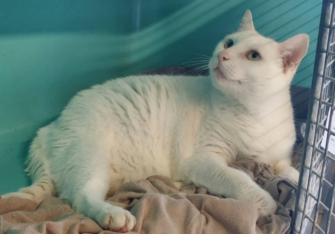 Flocon - Chat Européen à adopter