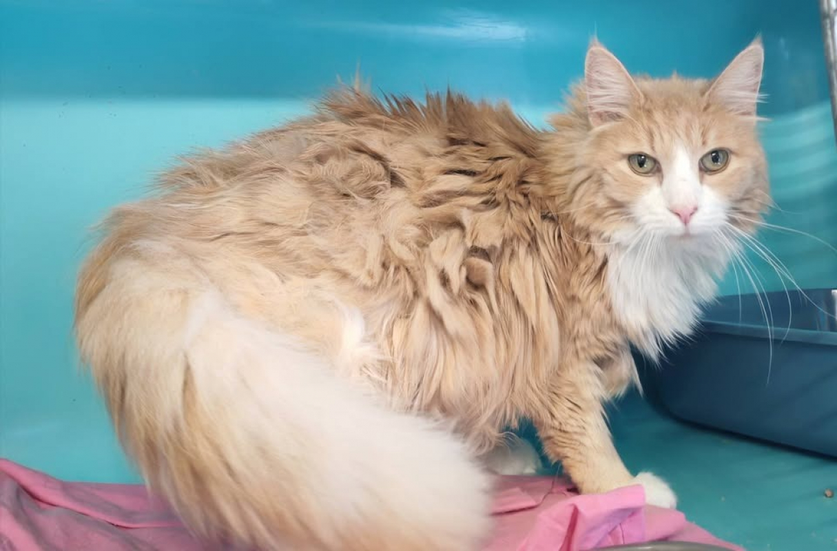 Jazz - Chat Norvégien à adopter