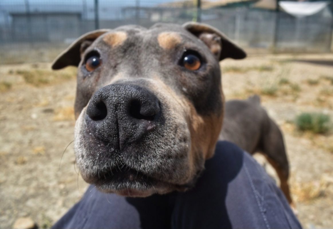 Paroh nekoh - Chien à adopter - photo 2