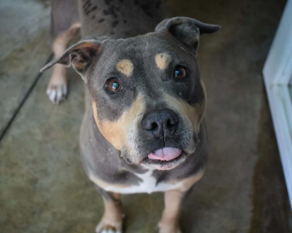 Paroh nekoh - Chien à adopter - photo 3