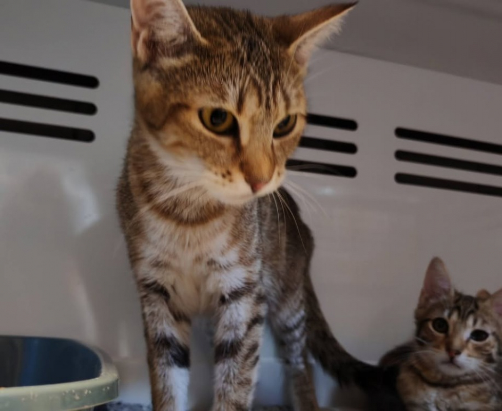 Louna - Chat Européen à adopter