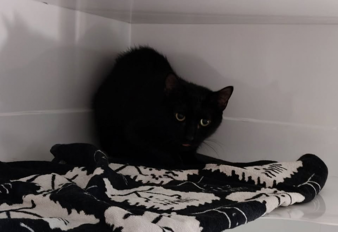 Lor - Chat Européen à adopter