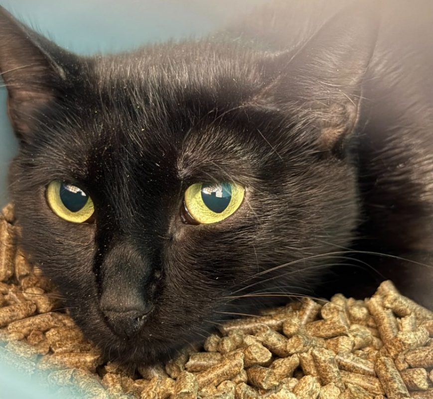 Lor - Chat Européen à adopter