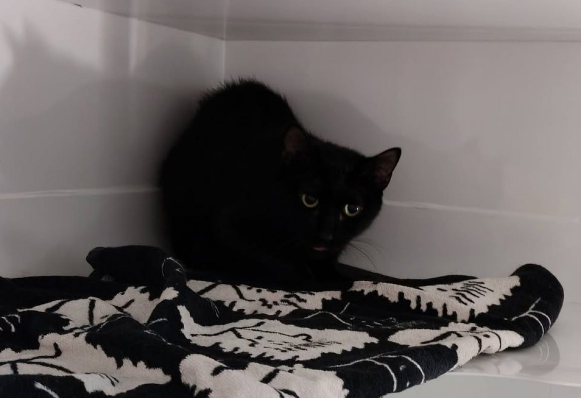 Lor - Chat Européen à adopter - photo 2