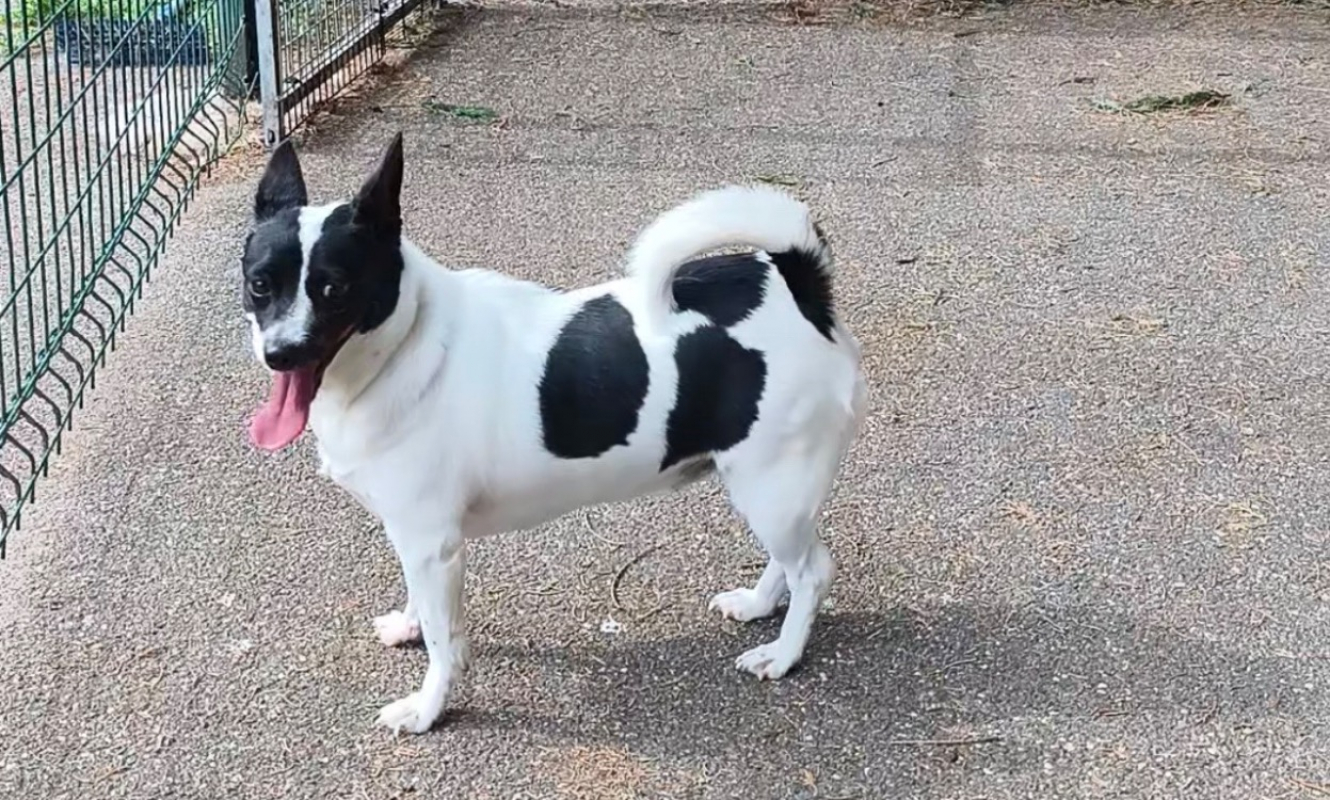 Lucie - Chien à adopter