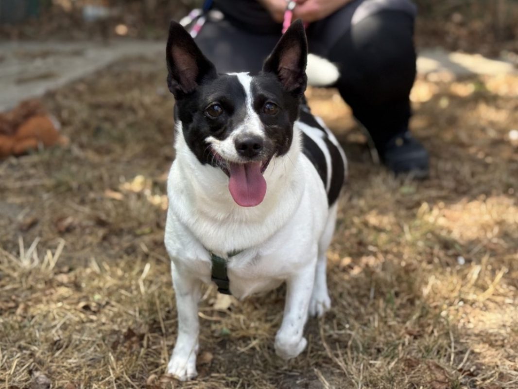 Lucie - Chien à adopter