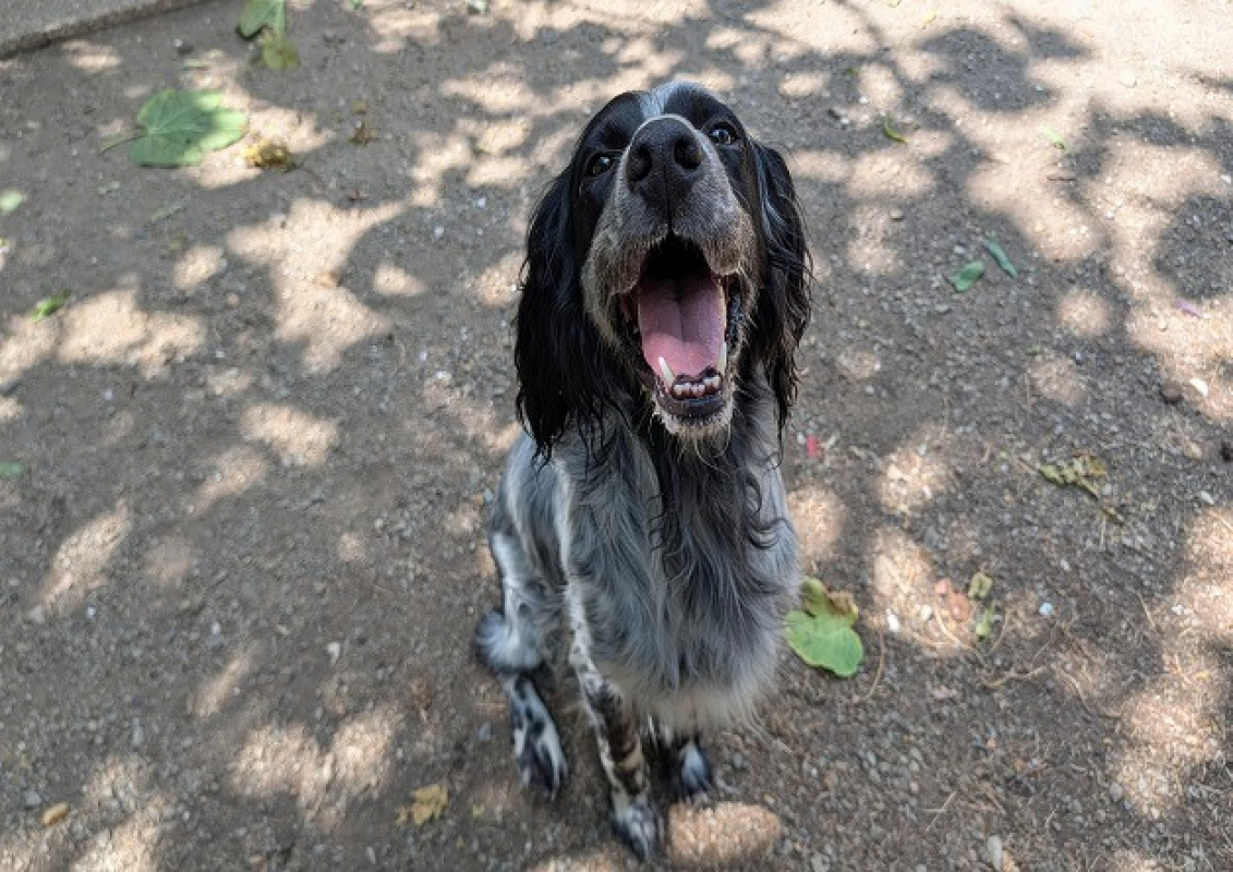 Sirius - Chien Setter Anglais à adopter