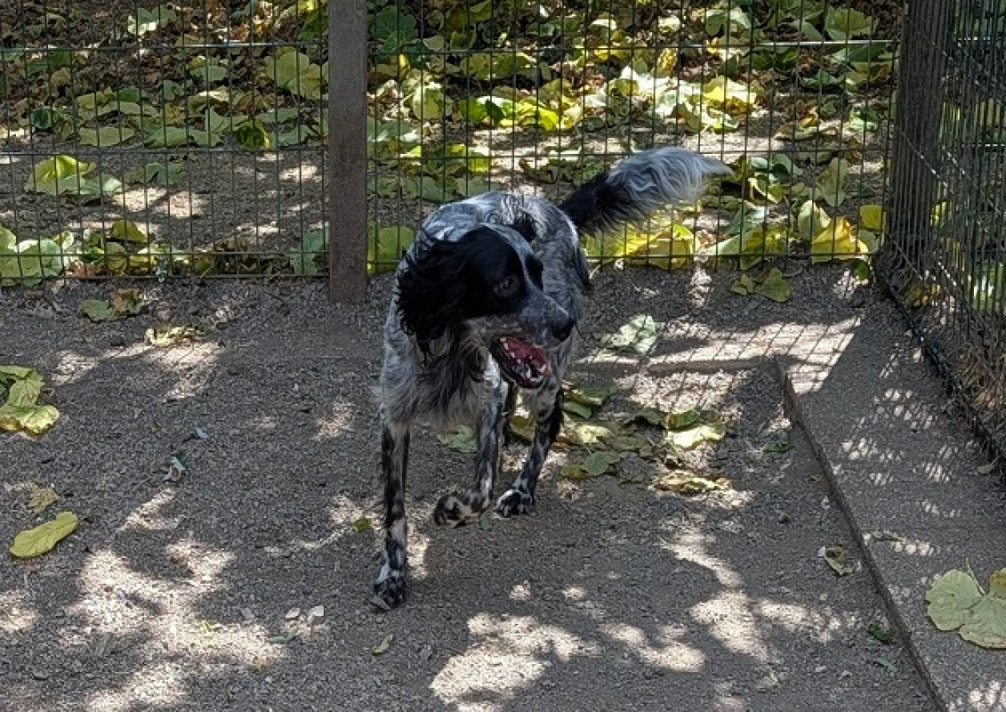 Sirius - Chien Setter Anglais à adopter - photo 2