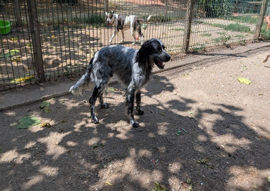 Sirius - Chien Setter Anglais à adopter - photo 3