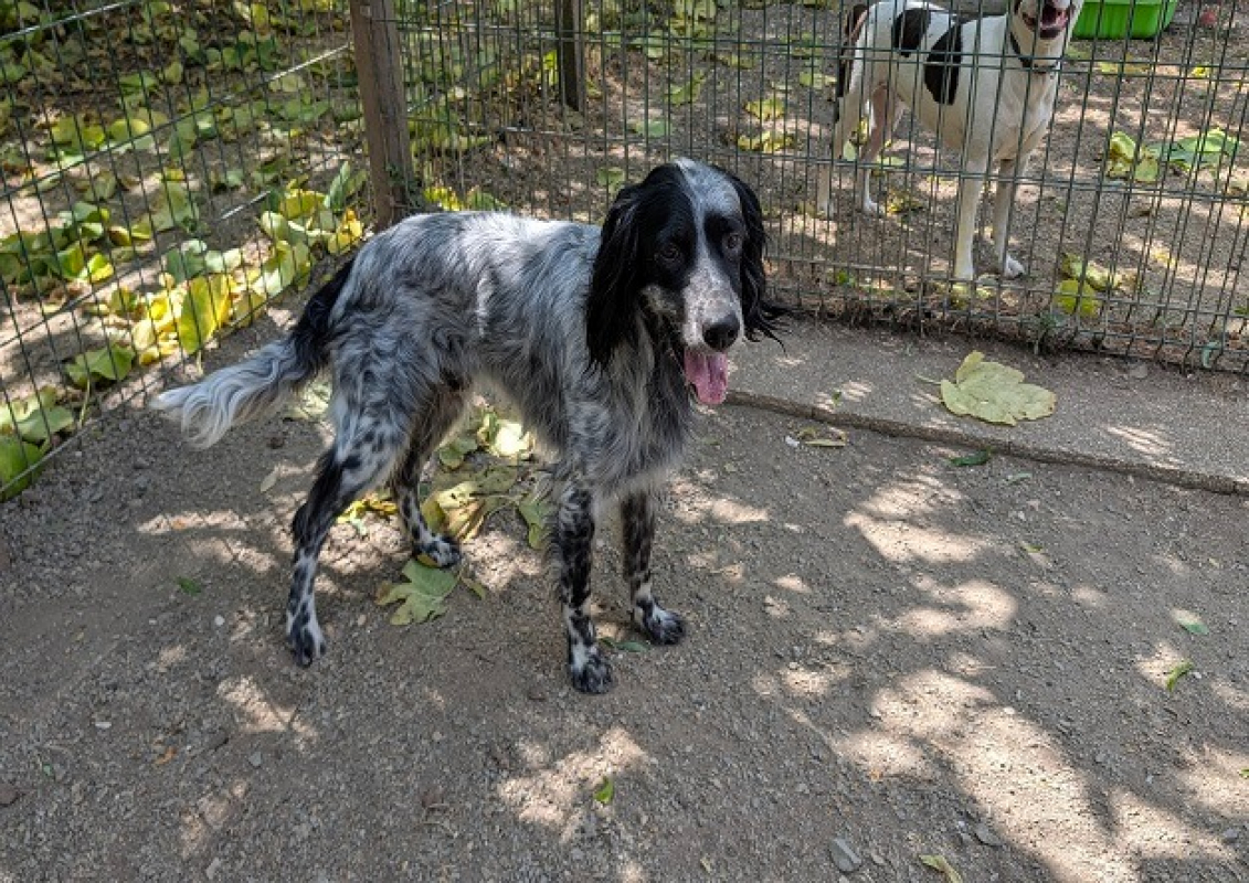 Sirius - Chien Setter Anglais à adopter - photo 4