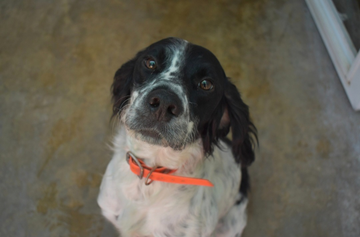 Marcus dit volt - Chien à adopter - photo 2