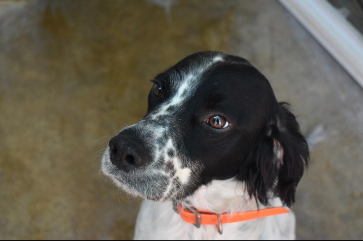 Marcus dit volt - Chien à adopter - photo 3