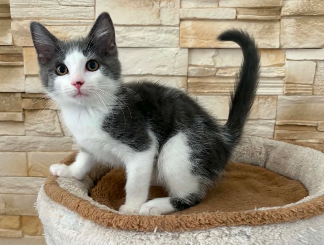 Coeur de belin - Chat Européen à adopter