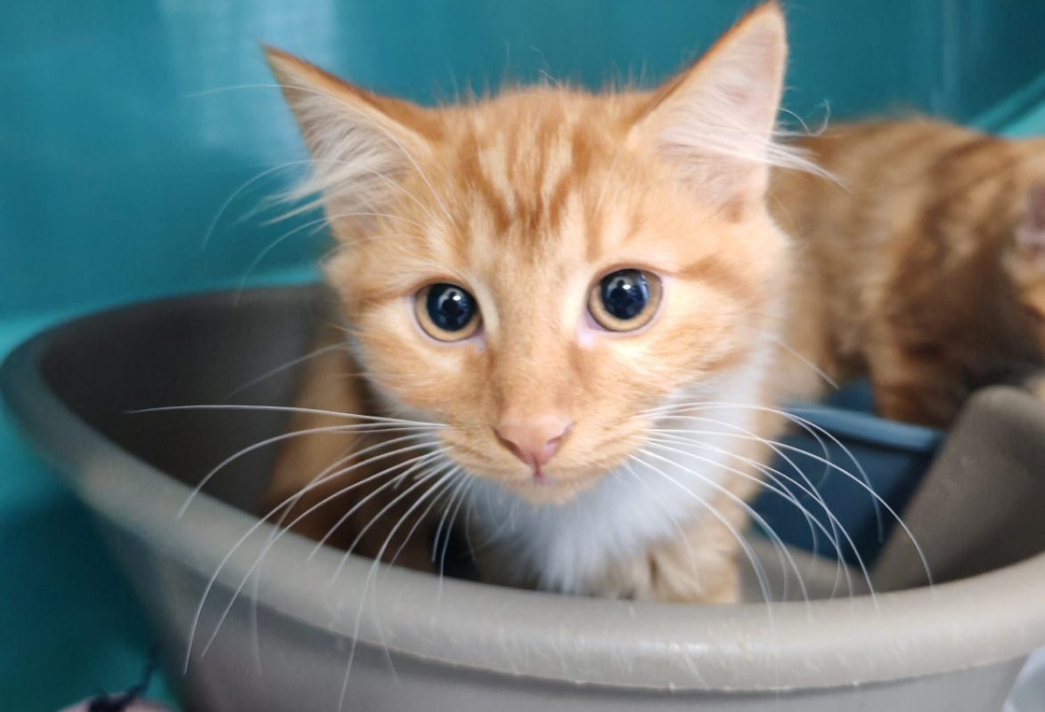 Harper - Chat Européen à adopter