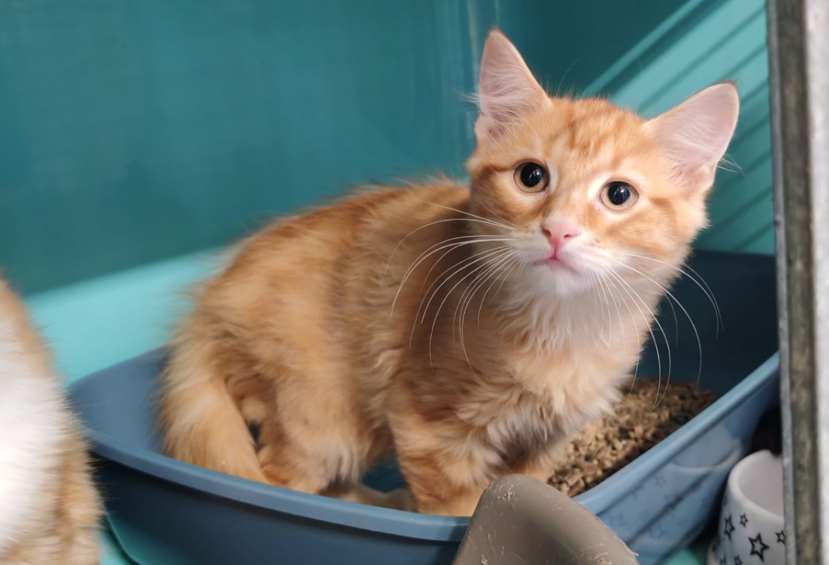 Lopez - Chat Européen à adopter