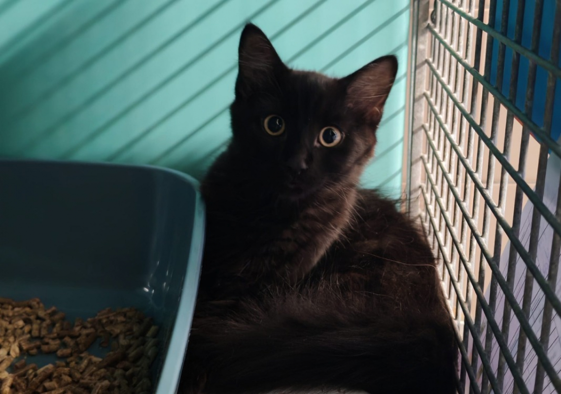 Nyla - Chat Européen à adopter