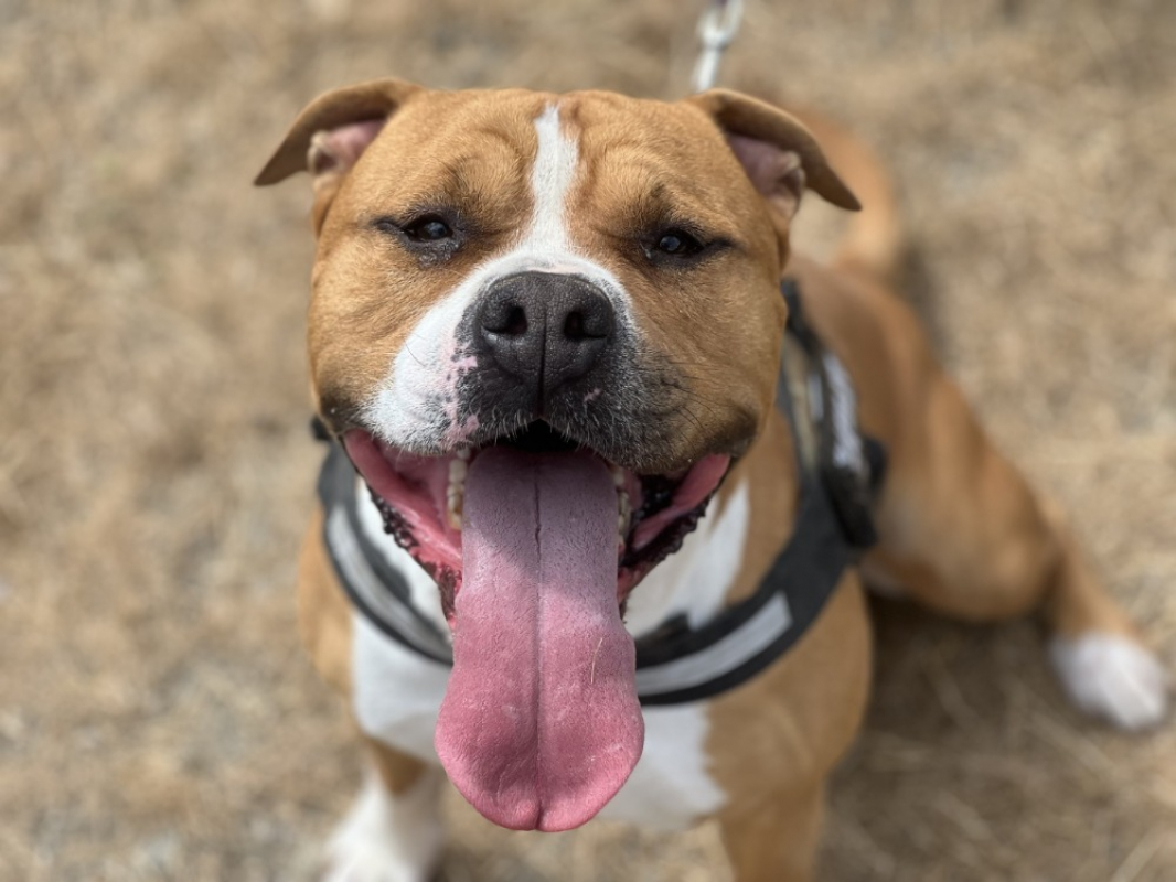 Paco - Chien à adopter