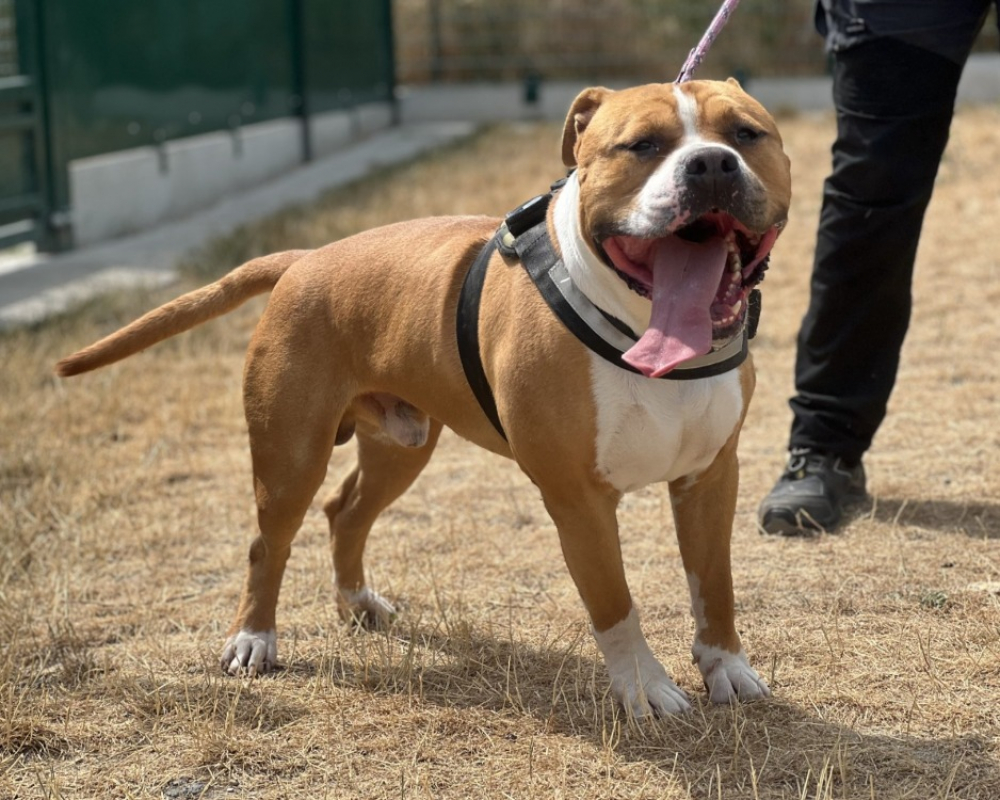 Paco - Chien à adopter - photo 2