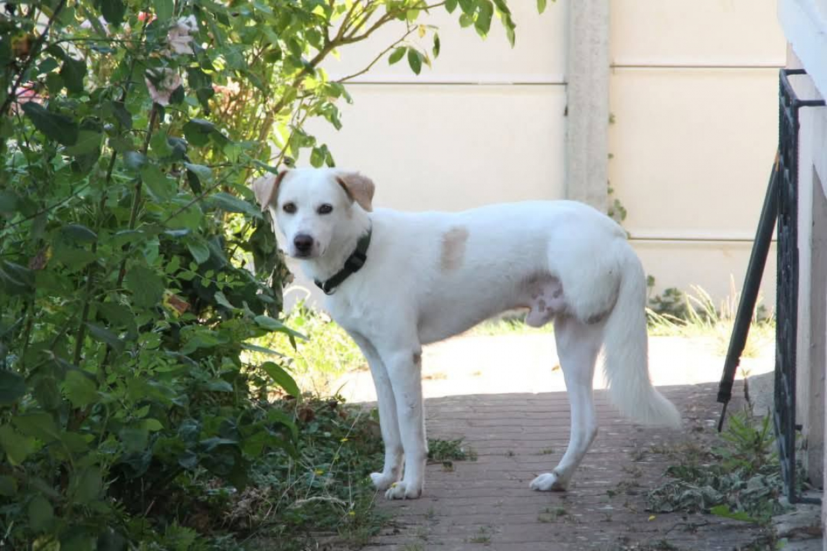 LÉO - Chien à adopter - photo 3