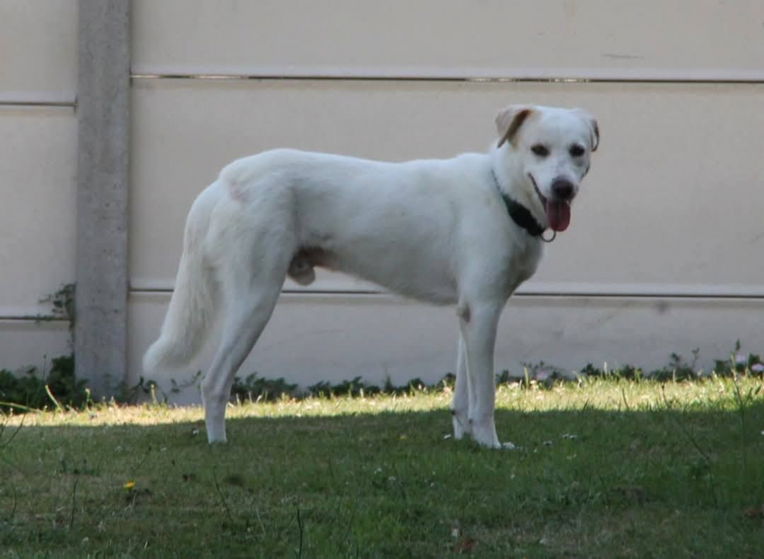 LÉO - Chien à adopter - photo 2