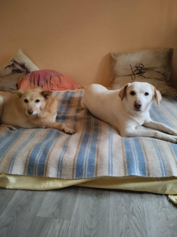 LÉO - Chien à adopter - photo 7
