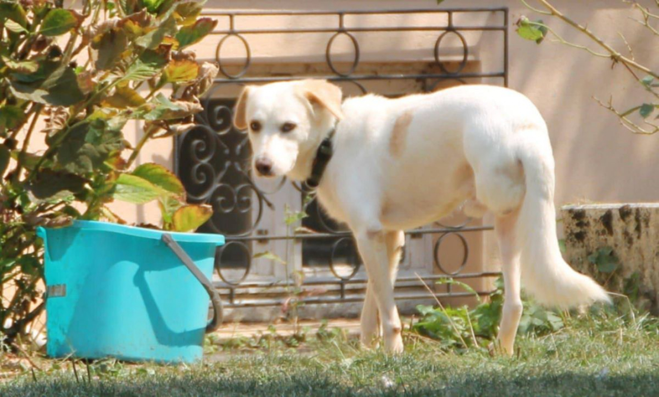 LÉO - Chien à adopter - photo 4