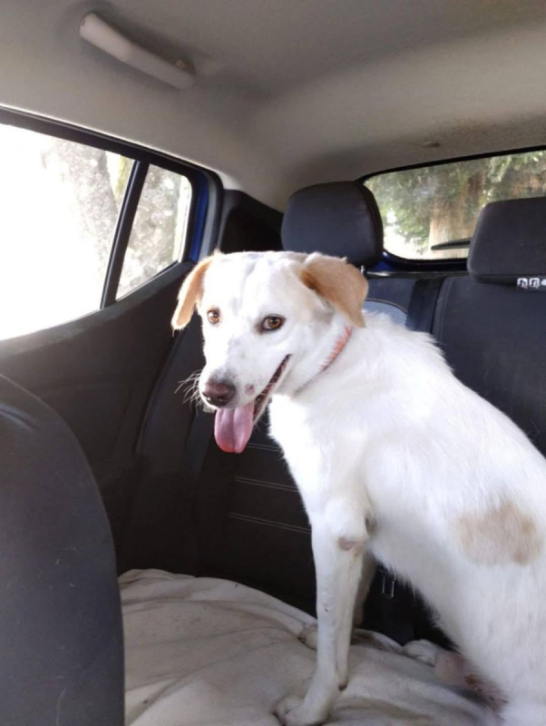 LÉO - Chien à adopter - photo 6