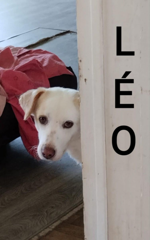LÉO - Chien à adopter