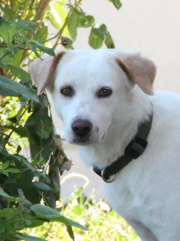 LÉO - Chien à adopter - photo 8