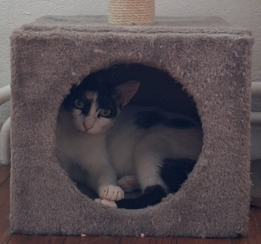 MOKA - Chat à adopter