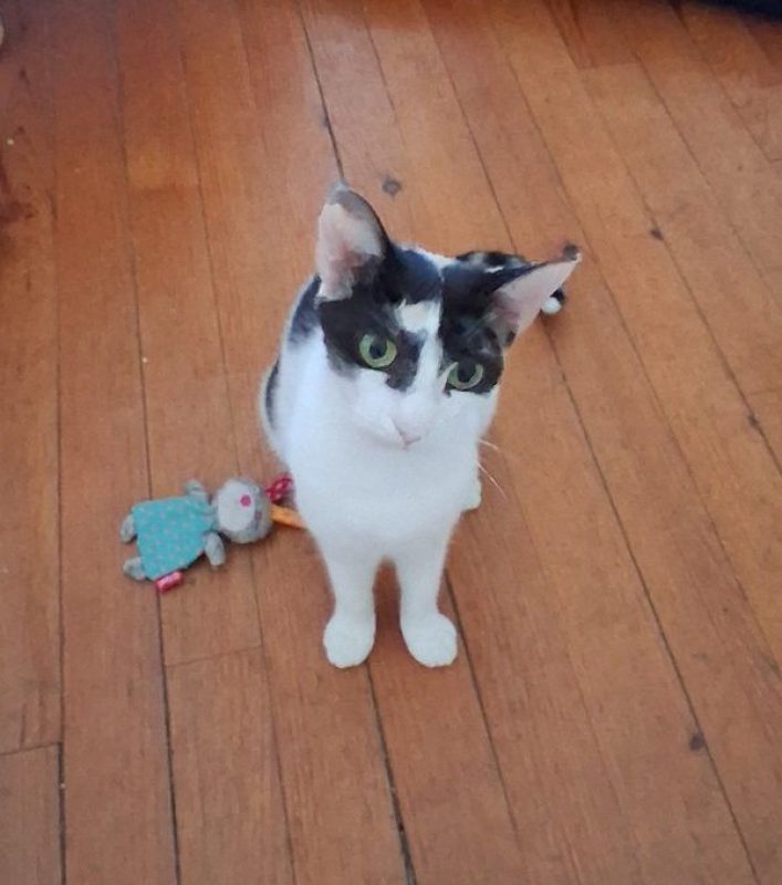 MOKA - Chat à adopter - photo 4