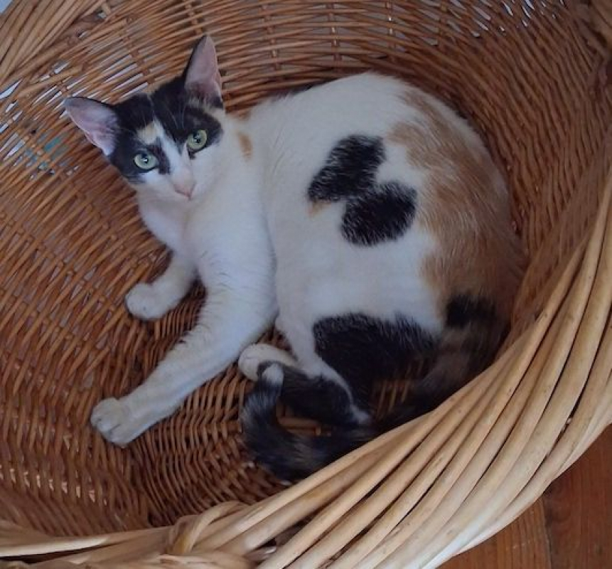 MOKA - Chat à adopter - photo 3
