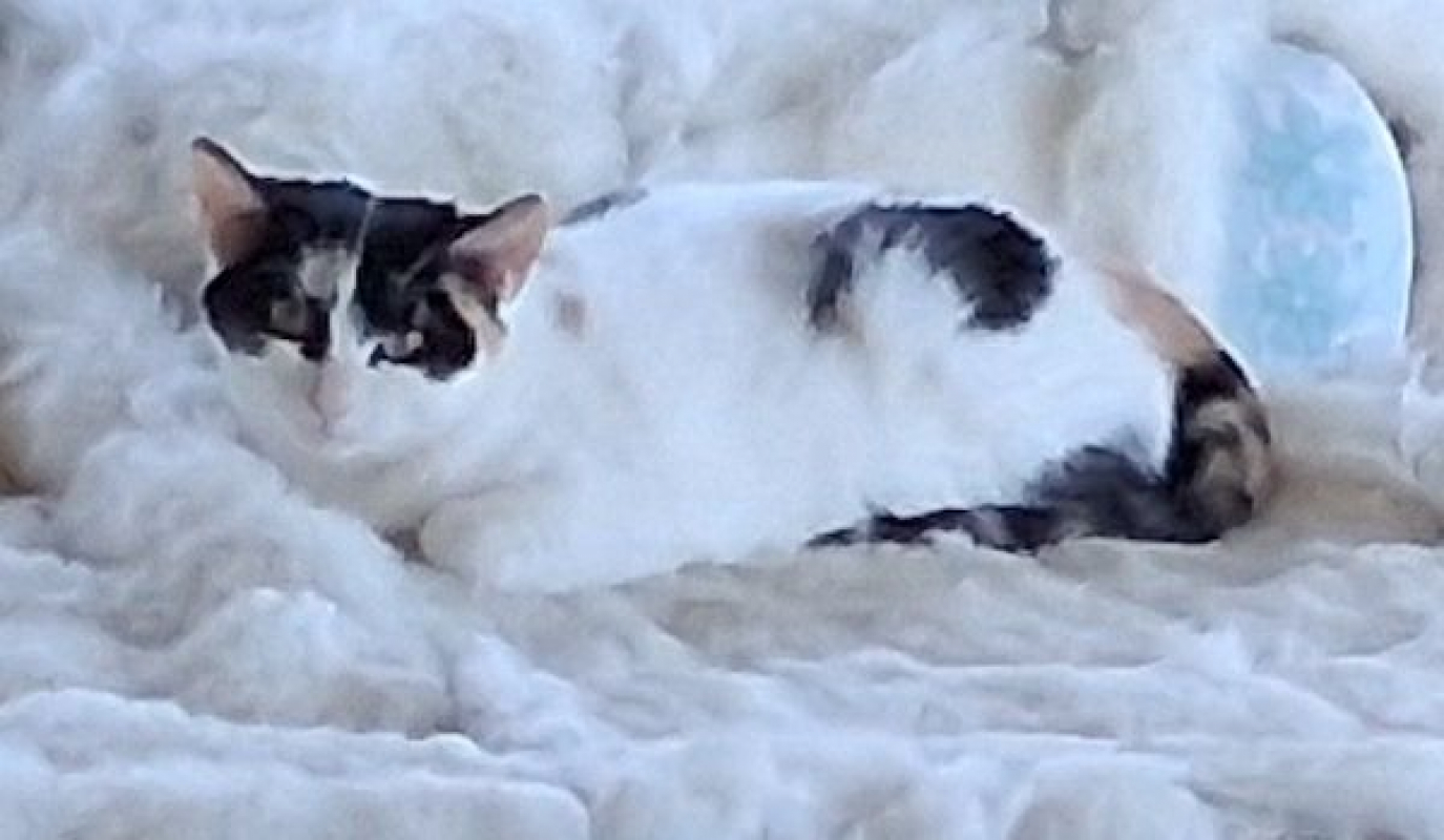 MOKA - Chat à adopter - photo 2