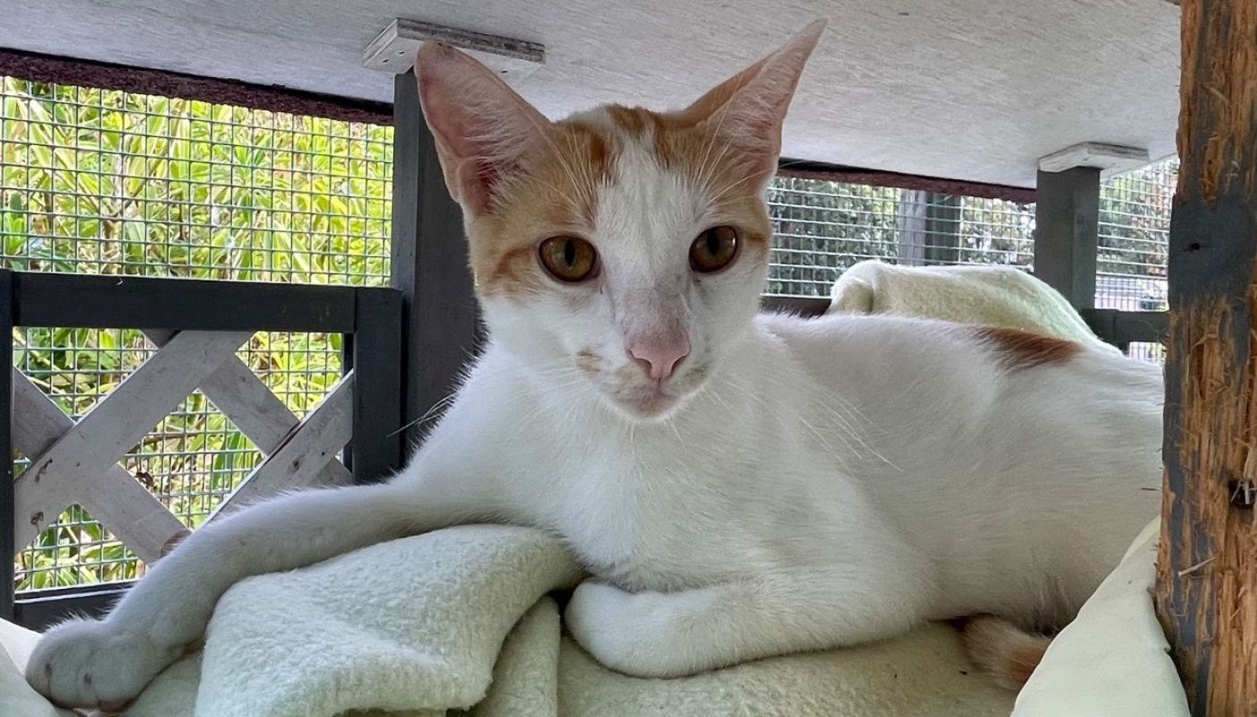 Tango - Chat Européen à adopter