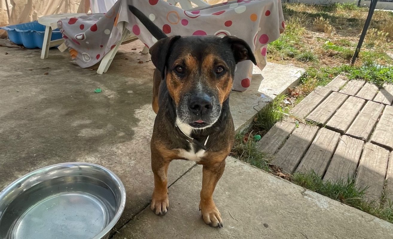 Vagabond - Chien à adopter