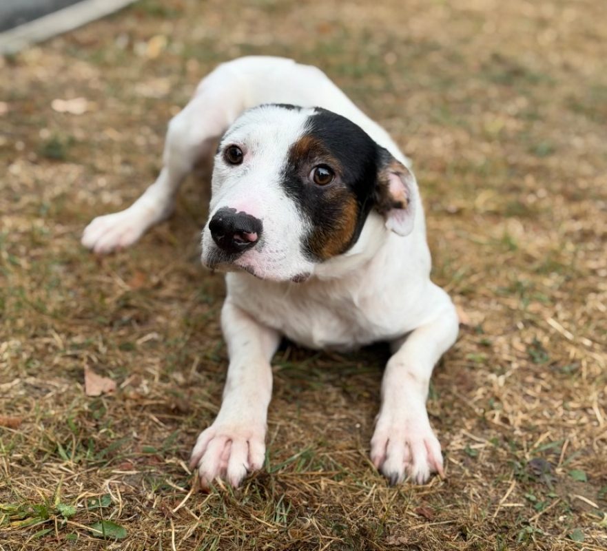 Gemini - Chien à adopter