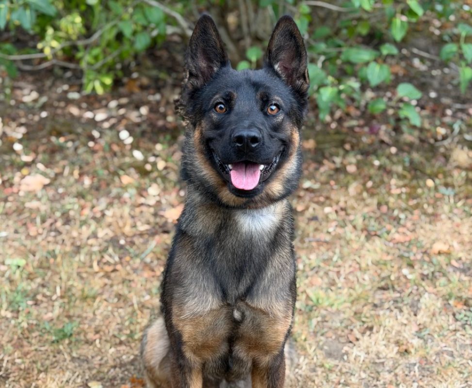 Max - Chien Berger Allemand à adopter