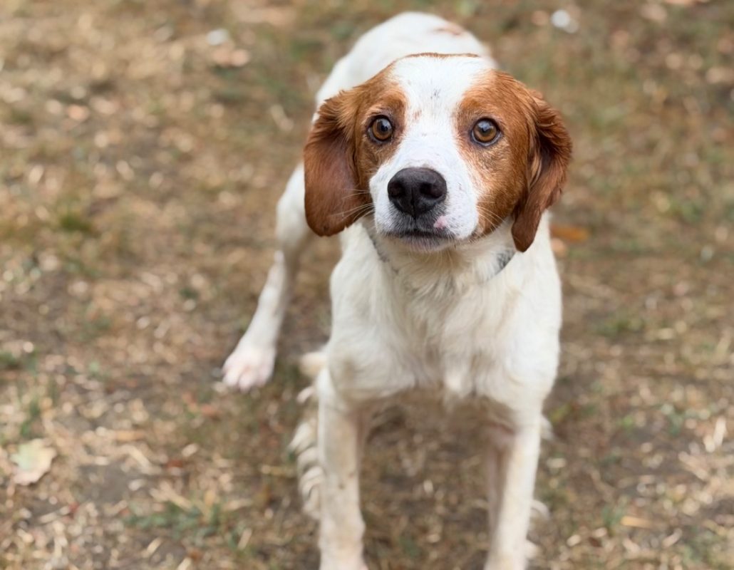Simba - Chien Epagneul Breton à adopter