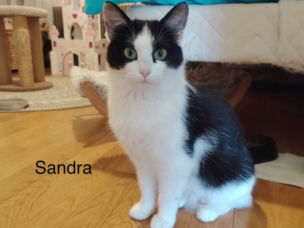 Sandra - Chat Européen à adopter