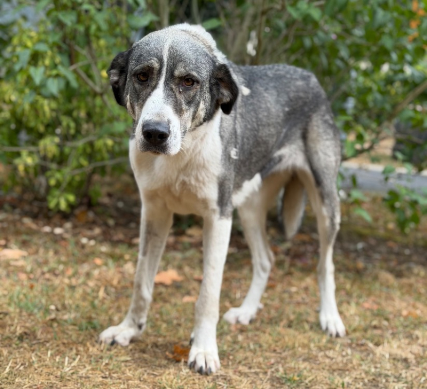 Maya - Chien à adopter