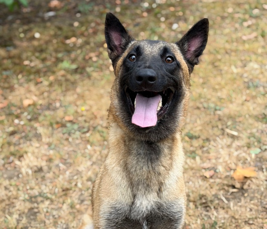 Babette - Chien Berger Belge Malinois à adopter