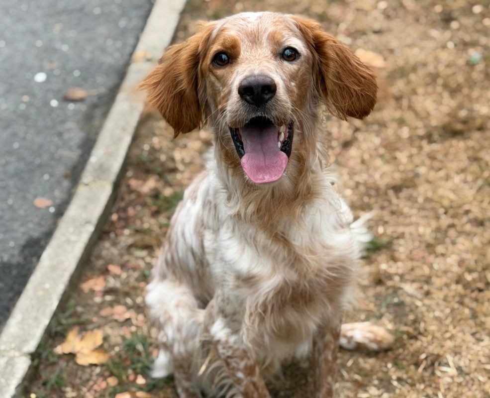 Pitou - Chien Setter Anglais à adopter