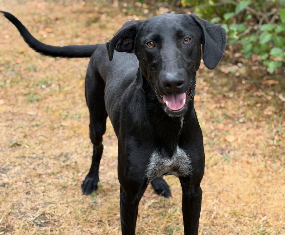 Scooby - Chien à adopter