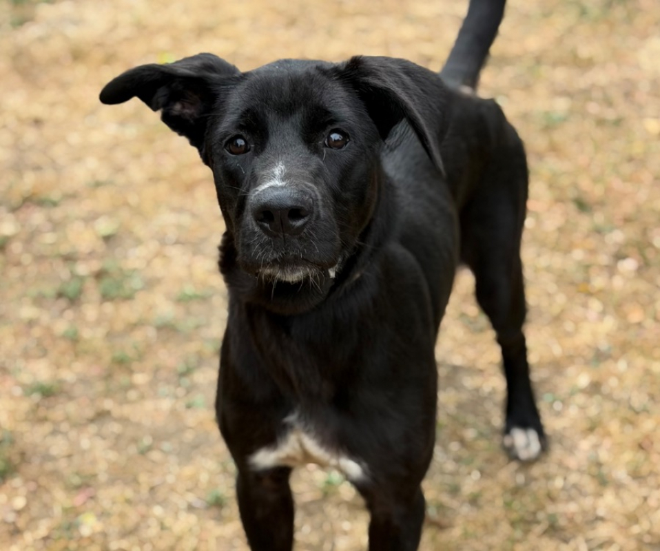 Roxane - Chien à adopter