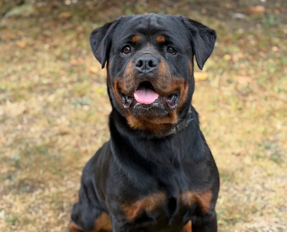 Nikita - Chien Rottweiler à adopter