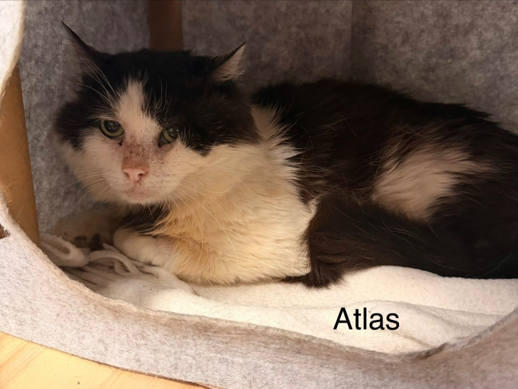 Atlas - Chat Européen à adopter