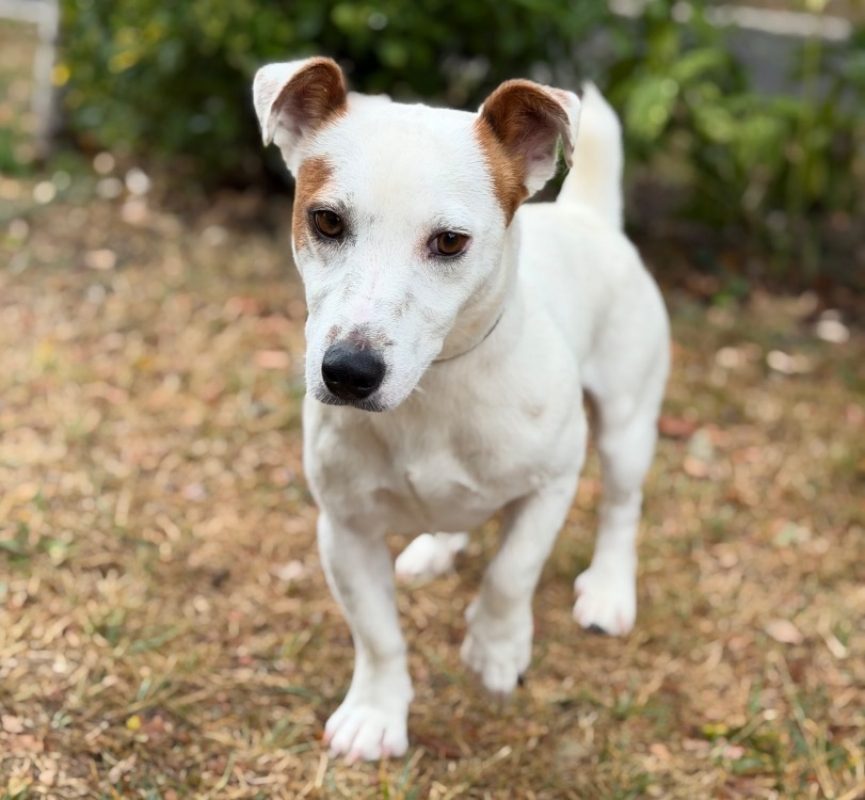 Diesel - Chien à adopter