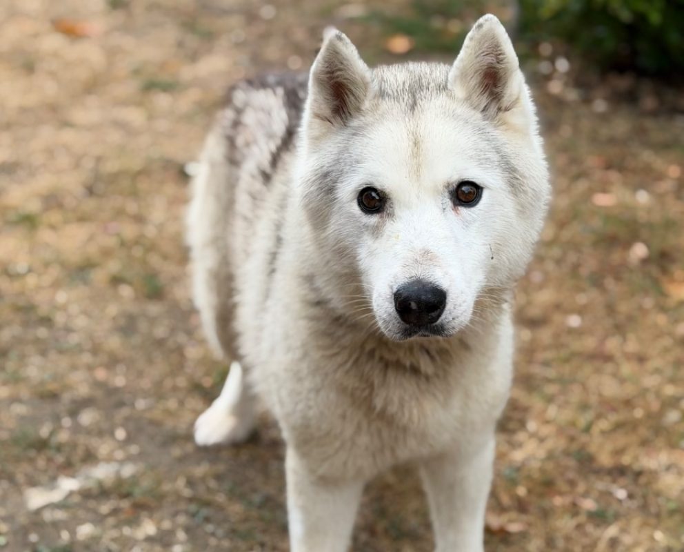 Naika - Chien Husky Sibérien à adopter