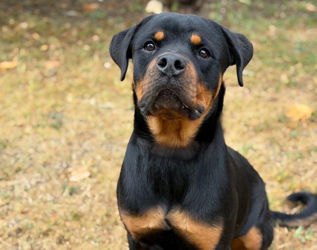 Azzuki - Chien Rottweiler à adopter